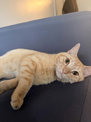TYRONE - Domestic Shorthair / Mix available for adoption