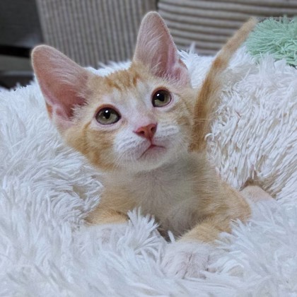 WUBBZY - Domestic Shorthair / Mix available for adoption