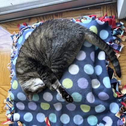 PEPE - Domestic Shorthair / Mix available for adoption