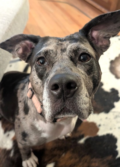 DIOR - Pit Bull Terrier / Mix available for adoption