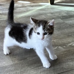 CORDEL - Domestic Shorthair / Mix available for adoption
