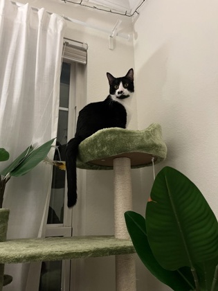 MARTINI - Domestic Shorthair / Mix available for adoption