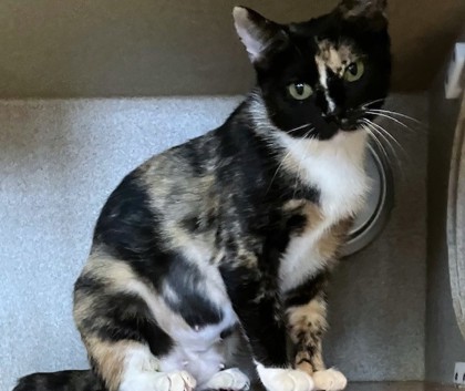 MISTY - Domestic Shorthair / Mix available for adoption