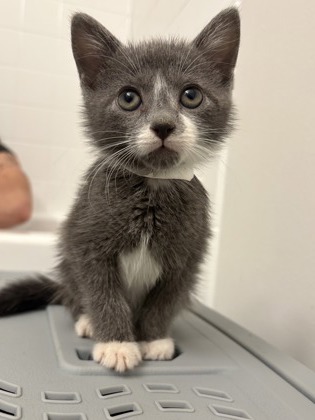 SELENE - Domestic Shorthair / Mix available for adoption