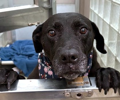 MISS BEA - Labrador Retriever / Mix available for adoption