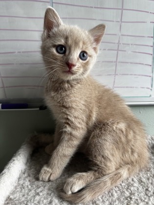 MERRY - Domestic Shorthair / Mix available for adoption