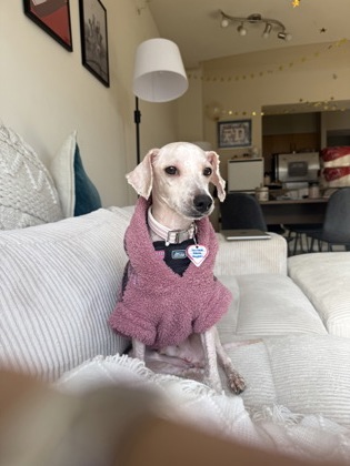 BAILEY - Miniature Poodle / Mix available for adoption