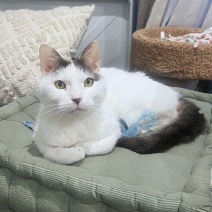 A Private Cat Rescue: Heartwarming Stories & Lifesaving Tips