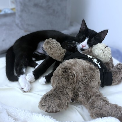 ANDY - Domestic Shorthair / Mix available for adoption