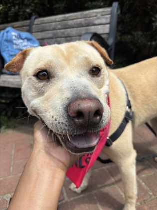 SALLIE - Labrador Retriever / Chinese Shar-Pei available for adoption