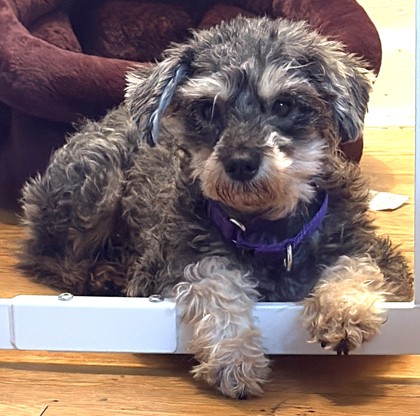 BOOGIE JONES - Yorkshire Terrier / Mix available for adoption