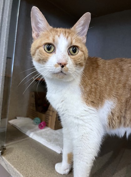 JAMES - Domestic Shorthair / Mix available for adoption