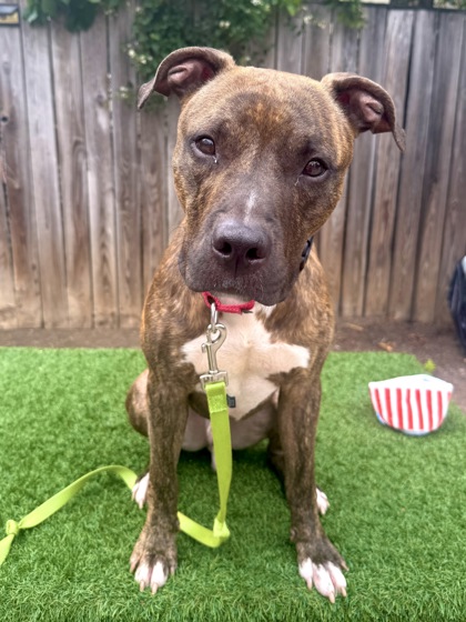 BARK RUFFALO - Pit Bull Terrier / Mix available for adoption