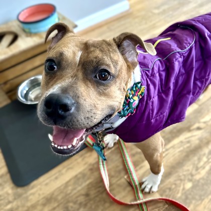 TATER TOT - Mixed Breed, Medium (up to 44 lbs fully grown) available for adoption