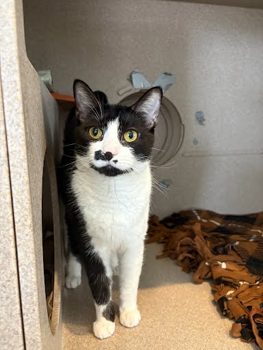 MARTINI - Domestic Shorthair / Mix available for adoption