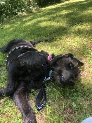 RIVER - Terrier / Mix available for adoption