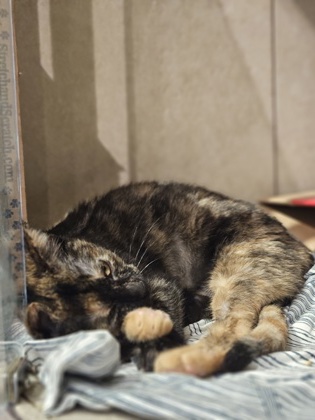CASSANDRA - Domestic Shorthair / Mix available for adoption