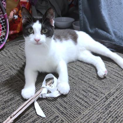 PABLO - Domestic Shorthair / Mix available for adoption