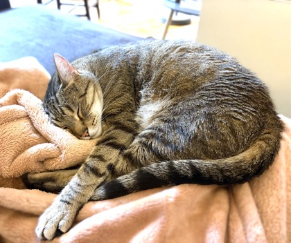 KEITH - Domestic Shorthair / Mix available for adoption