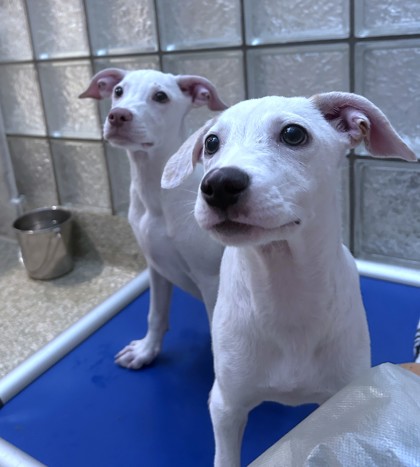 TWIX - Short Coat Chihuahua / Mix available for adoption