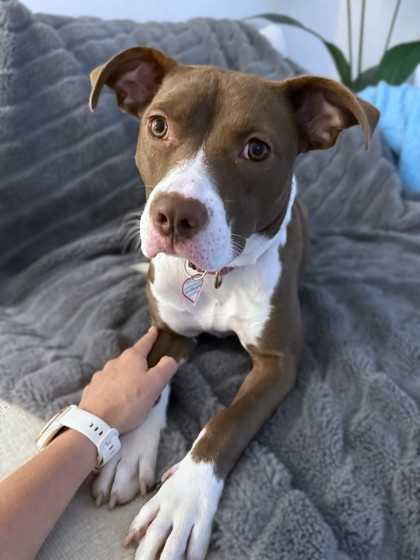 LAYLA - Mixed Breed, Medium (up to 44 lbs fully grown) / Mix available for adoption