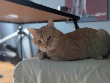YURI - Domestic Shorthair / Mix available for adoption