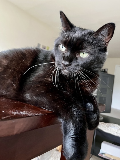 MIDNIGHT - Domestic Shorthair / Mix available for adoption