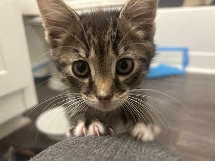 JOVIAN - Domestic Shorthair / Mix available for adoption