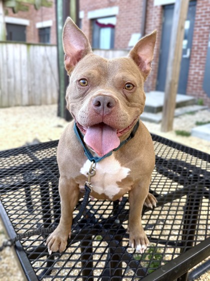 ARTEMIS - Pit Bull Terrier / Mix available for adoption