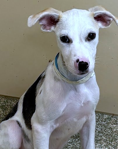 CHEN - Mixed Breed, Medium (up to 44 lbs fully grown) / Mix available for adoption