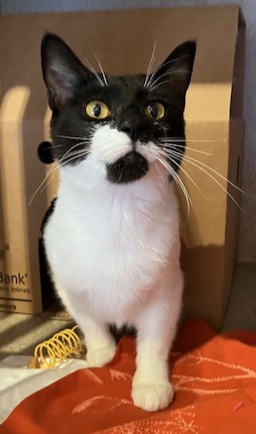 AUSTIN - Domestic Shorthair / Mix available for adoption