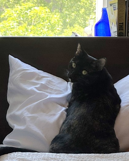 HERSHEY - Domestic Shorthair / Mix available for adoption