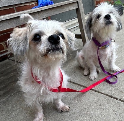 LUCY SKY - Shih Tzu / Mix available for adoption