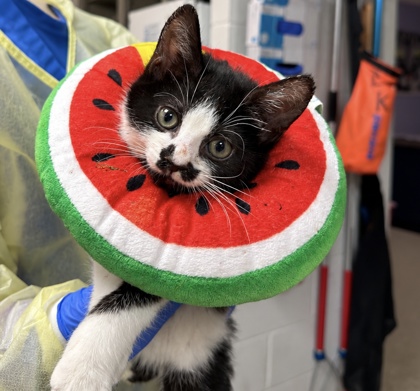 BRIN - Domestic Shorthair / Mix available for adoption
