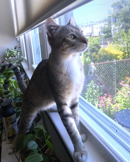 PHLOX - Domestic Shorthair / Mix available for adoption