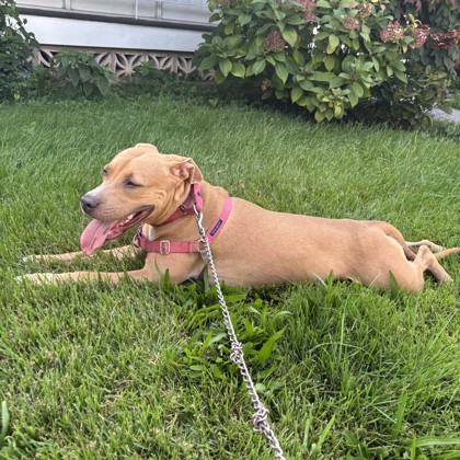 BEAUTIFUL - Mixed Breed, Large (over 44 lbs fully grown) / Mix available for adoption