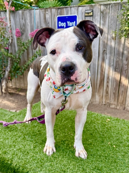 AZOOZ - Pit Bull Terrier / Mix available for adoption