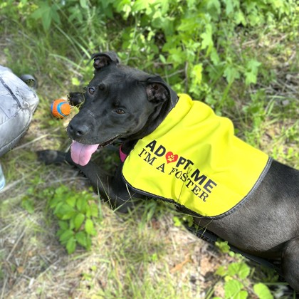GAMORA - Pit Bull Terrier / Mix available for adoption
