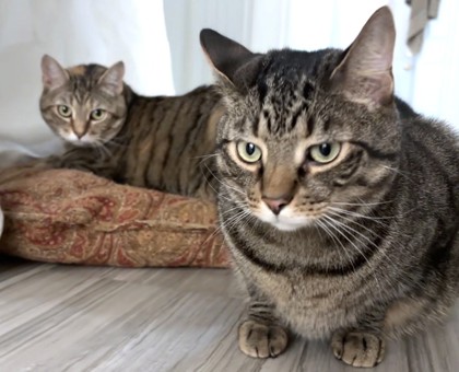 ZACK - Domestic Shorthair available for adoption