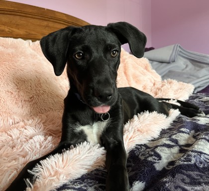 RHIANNON - Labrador Retriever / Mix available for adoption