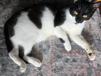 AUSTIN - Domestic Shorthair / Mix available for adoption