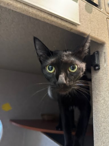 COFFEE - Domestic Shorthair / Mix available for adoption