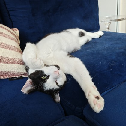 PIGGY - Domestic Shorthair / Mix available for adoption