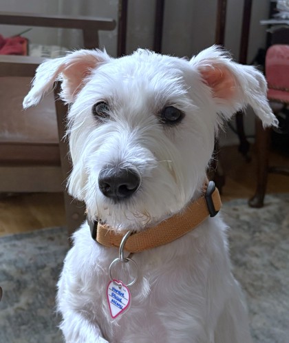 BUBBLEGUM BUCKS - West Highland White Terrier / Mix available for adoption