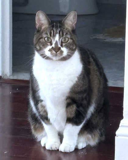 ELIZABETH - Domestic Shorthair / Mix available for adoption