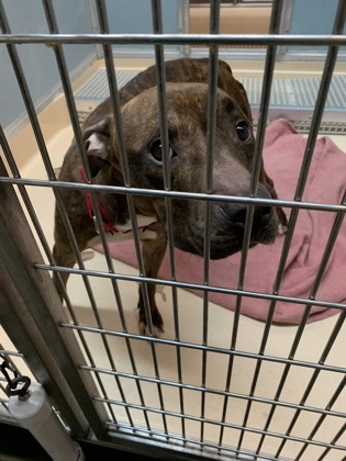 BARK RUFFALO - Pit Bull Terrier / Mix available for adoption