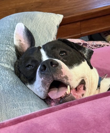 BELLINGHAM - Pit Bull Terrier / Mix available for adoption