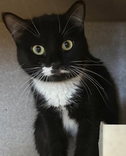 VERONICA - Domestic Shorthair / Mix available for adoption