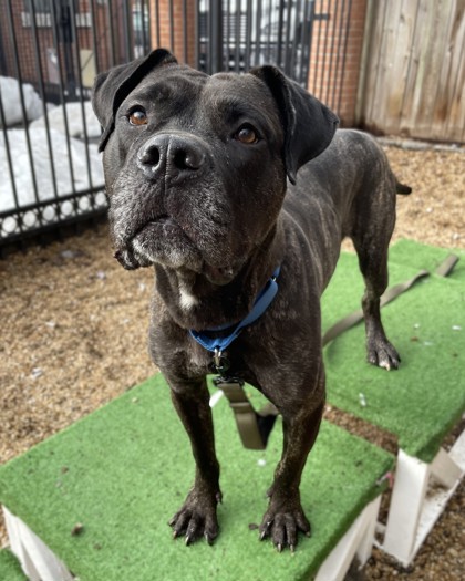 ONYX - Mastiff / Mix available for adoption