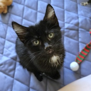 FIREFLY - Domestic Shorthair / Mix available for adoption